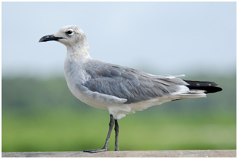 Mouette atricilleadulte internuptial