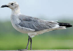 Mouette atricille