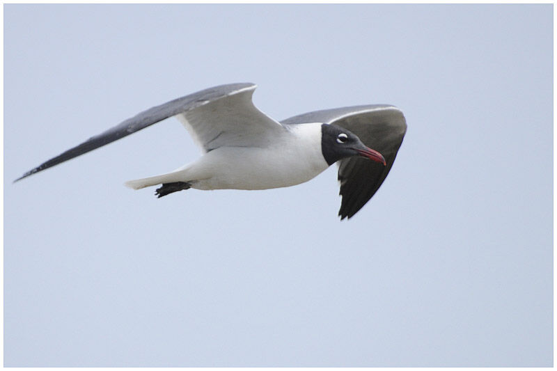 Mouette atricilleadulte nuptial