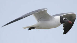 Mouette atricille