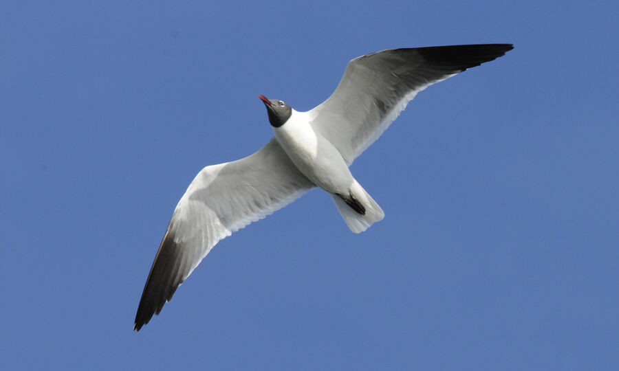 Mouette atricilleadulte nuptial