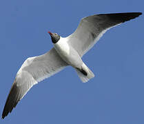 Mouette atricille