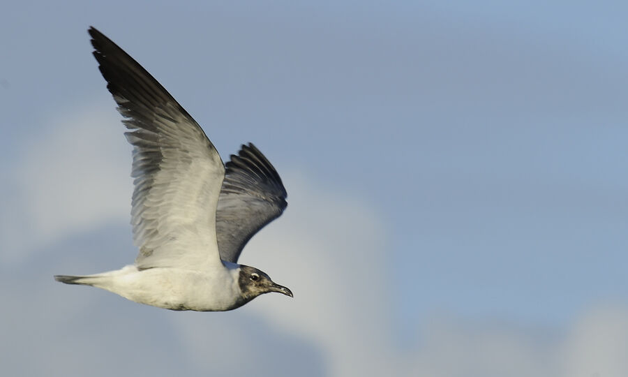 Mouette atricilleadulte internuptial