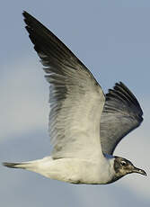 Mouette atricille