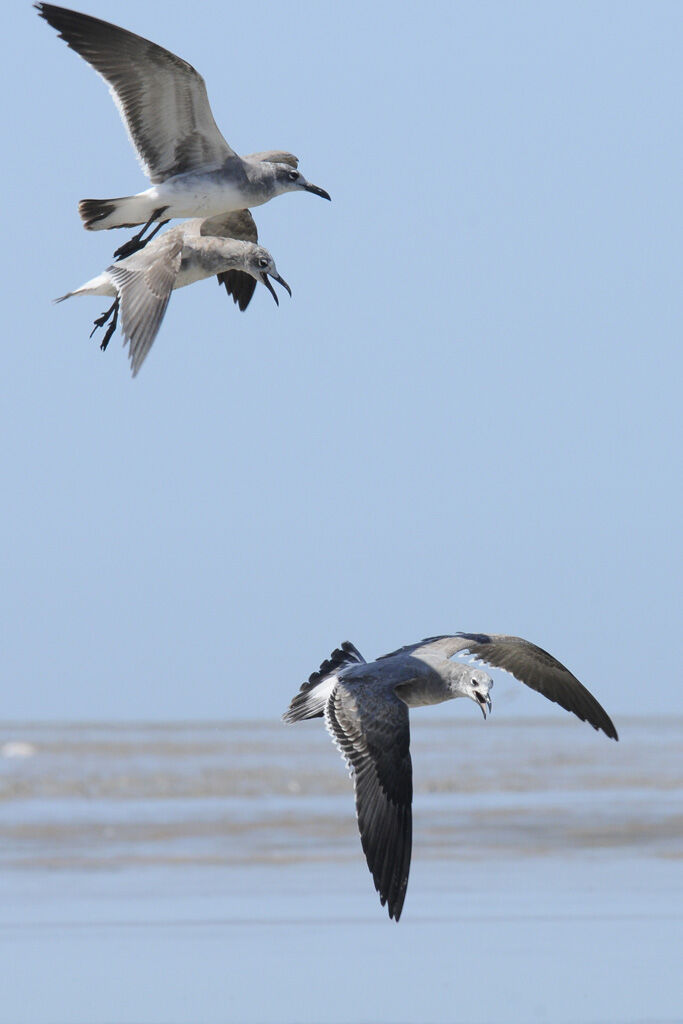 Mouette atricilleimmature