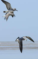 Mouette atricille