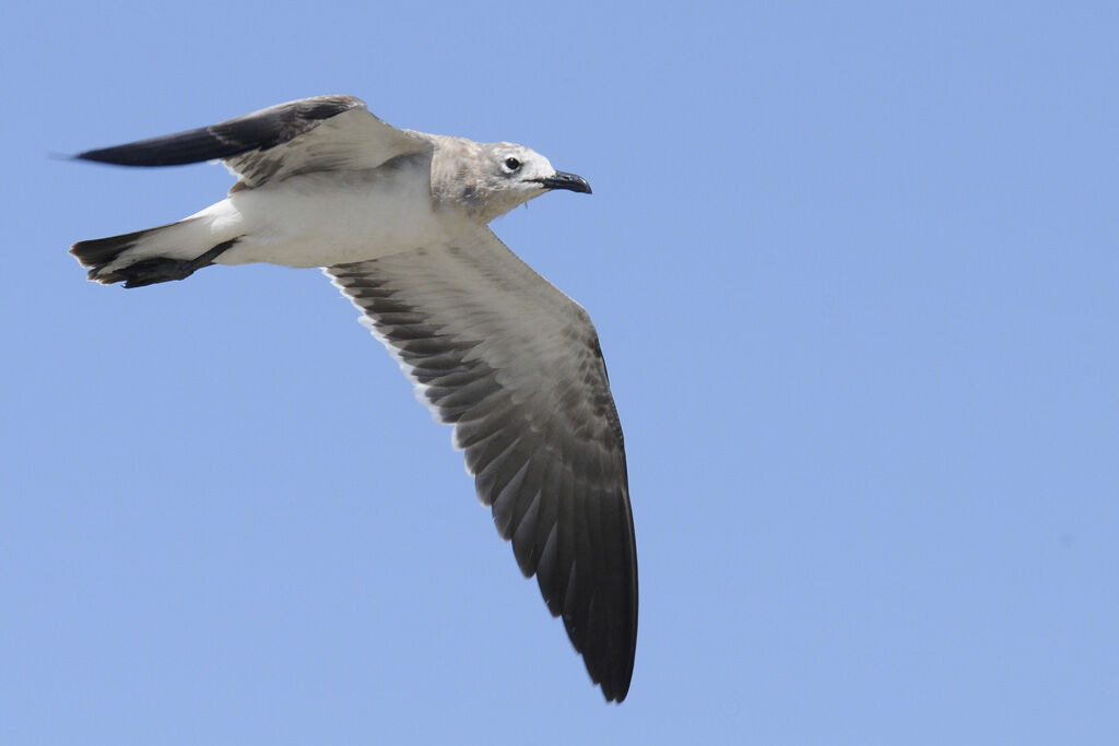 Mouette atricilleimmature