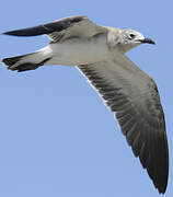 Mouette atricille