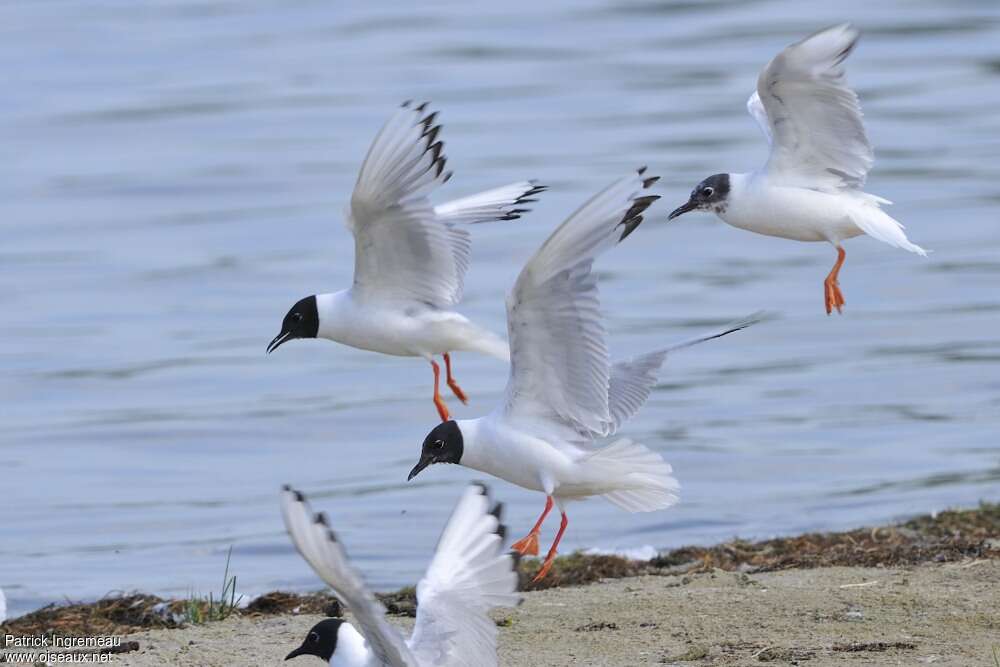 Mouette de Bonaparteadulte nuptial, pigmentation, Vol