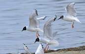 Mouette de Bonaparte