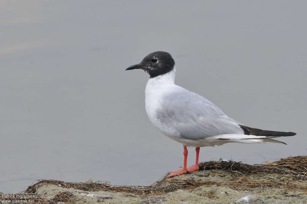 Bonaparte's Gull male adult breeding, identification