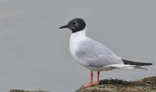 Mouette de Bonaparte