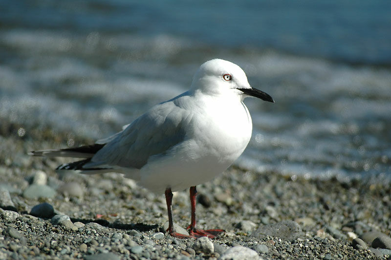 Mouette de Buller