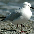 Mouette de Buller