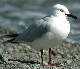 Mouette de Buller