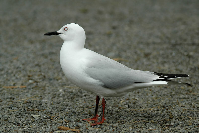 Mouette de Buller