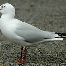 Mouette de Buller