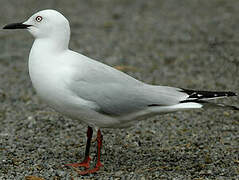 Black-billed Gull