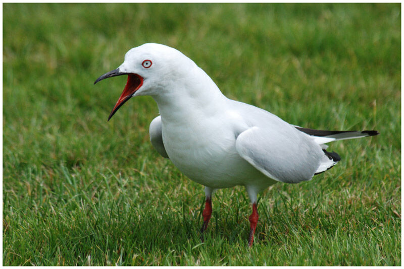 Black-billed Gulladult