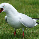 Mouette de Buller