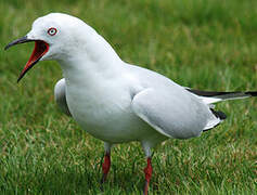 Black-billed Gull