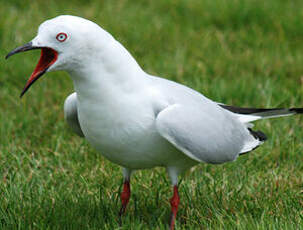 Mouette de Buller