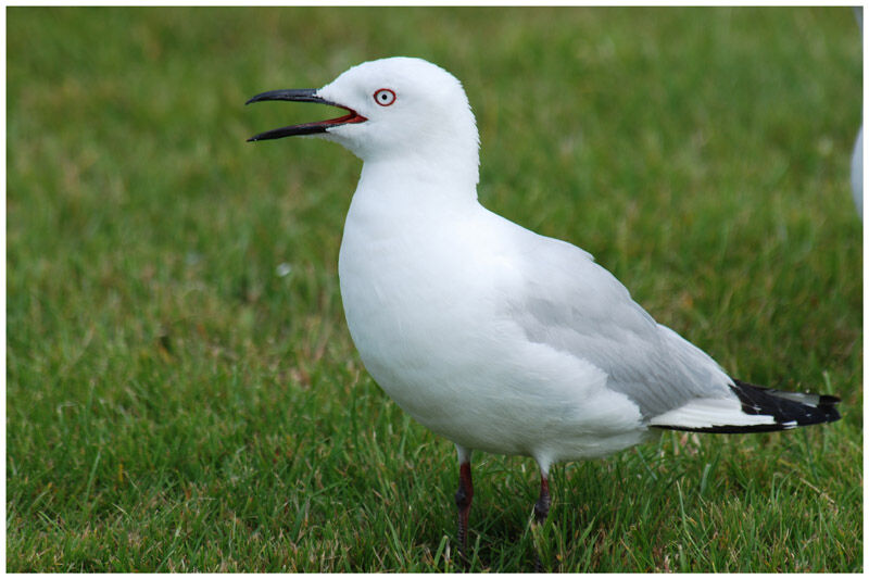 Black-billed Gulladult