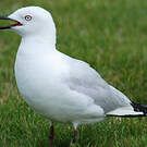 Mouette de Buller