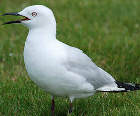 Mouette de Buller