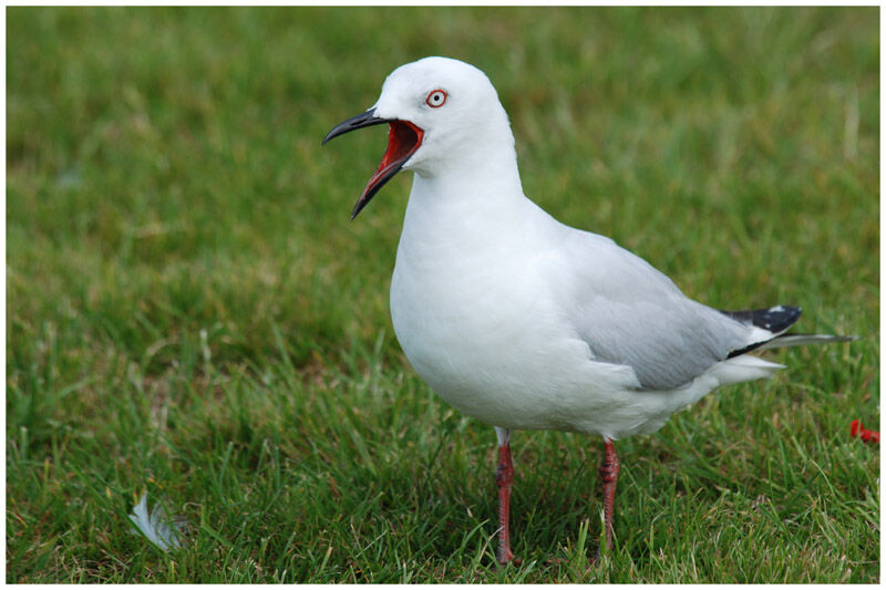 Black-billed Gulladult