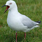 Mouette de Buller