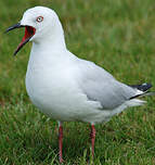 Mouette de Buller