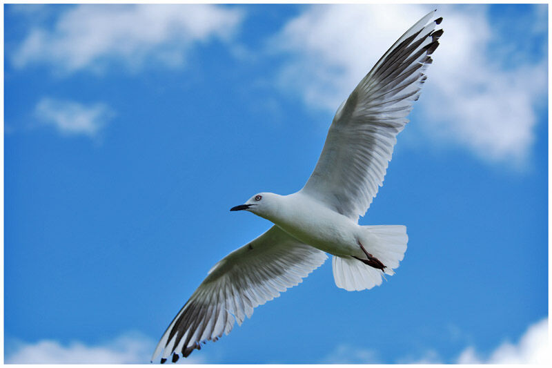 Black-billed Gulladult