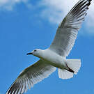Mouette de Buller