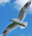 Mouette de Buller