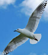 Black-billed Gull