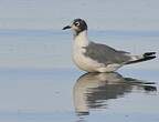 Mouette de Franklin