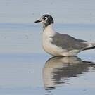 Mouette de Franklin