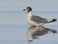 Mouette de Franklin