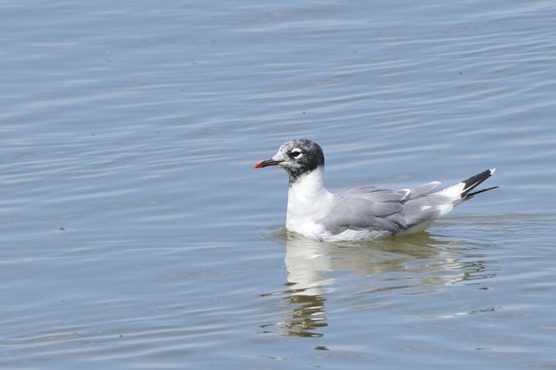 Mouette de Franklinadulte internuptial