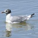 Mouette de Franklin