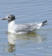 Franklin's Gull