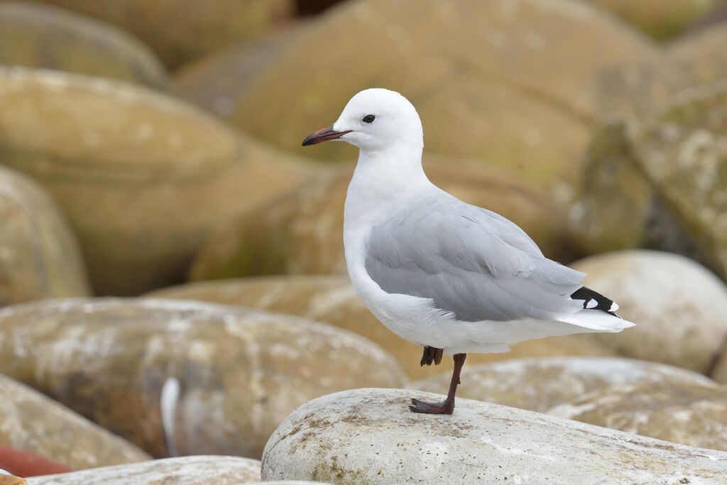 Mouette de Hartlaubadulte