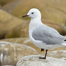 Mouette de Hartlaub