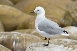 Hartlaub's Gull