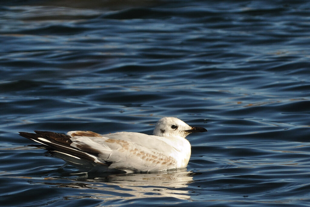 Andean Gullimmature, identification