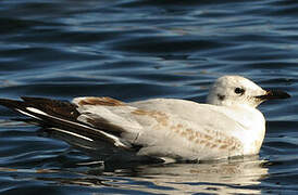 Mouette des Andes