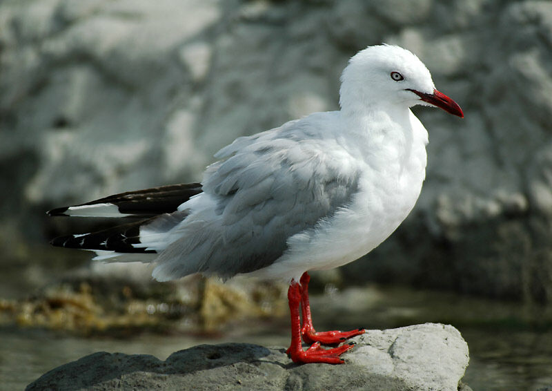 Mouette scopuline