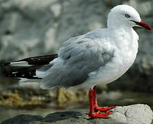 Mouette scopuline