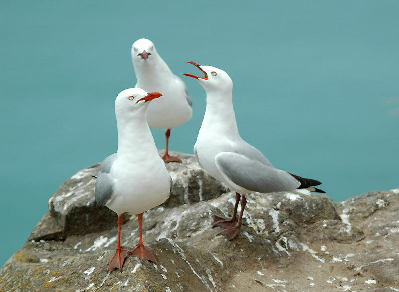 Silver Gull (scopulinus)